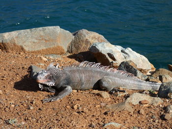 Close-up of crocodile