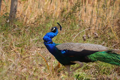 High angle view of peacock on field