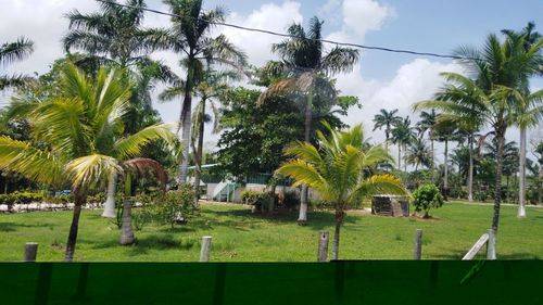 Palm trees growing on field against sky