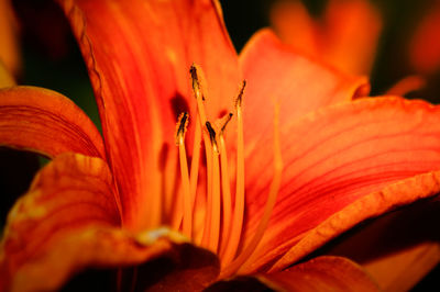 Close-up of lily growing outdoors