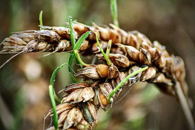 Close-up of wilted plant