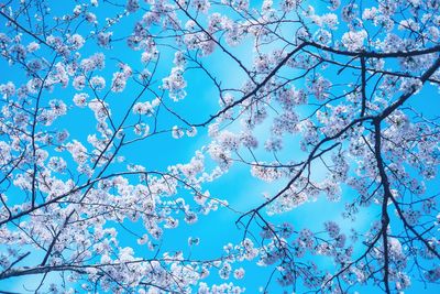 Low angle view of tree against blue sky