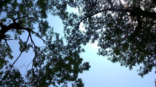 Low angle view of trees against sky