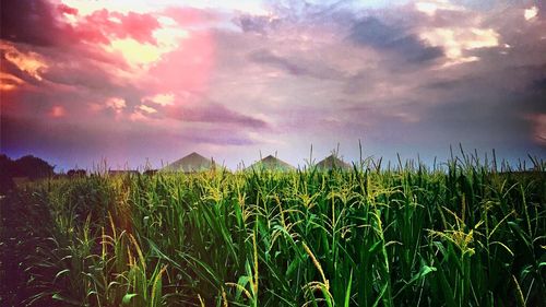 Scenic view of agricultural field against sky