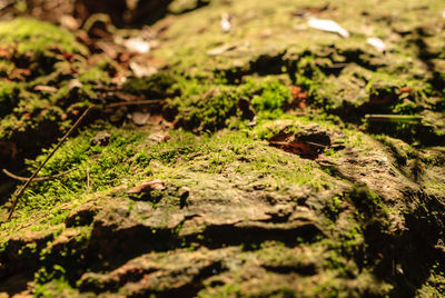 Close-up of moss on rock