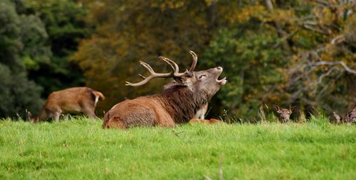 Stag relaxing on grassy field