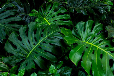 Full frame shot of fresh green leaves