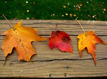 Close-up of dry maple leaf on tree