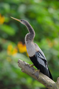 Anhinga sitting on a branch in cano negro