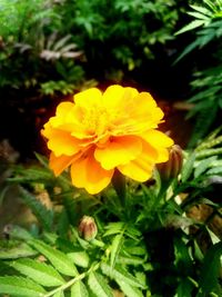 Close-up of yellow flower