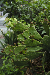 Close-up of wet plant leaves on field