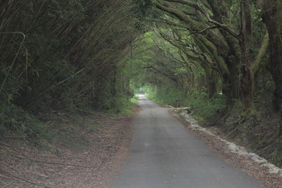 Dirt road amidst trees in forest