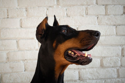 Portrait of a doberman dog. isolated studio photo on a white brick wall.