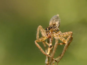 Close-up of spider