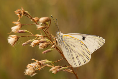 Close-up of butterfly pollinating on flower