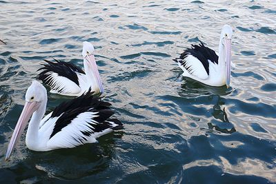 View of birds swimming in lake
