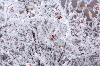 Close-up of snow on cherry blossom tree