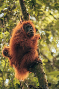 Low angle view of monkey on tree