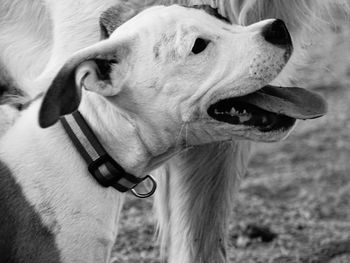 Close-up of dog