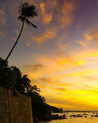 Palm trees on beach at sunset