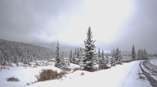 Snow covered road amidst trees against sky