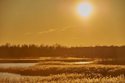 Scenic view of field against sky during sunset