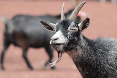 Close-up of meerkat against sky