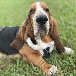 Basset hound look-blues look