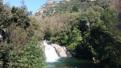 Scenic view of waterfall in forest