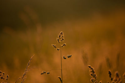 Close-up of plant on field