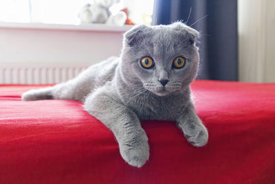 Smoky lop-eared cat on a red bed