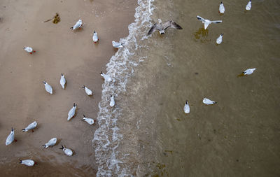 High angle view of birds swimming in sea