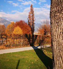 Plants and trees against sky during autumn