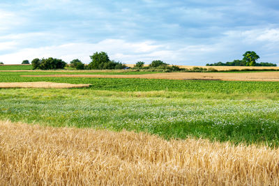 Scenic view of agricultural field against sky