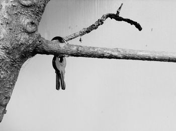 Low angle view of bird perching on branch against sky