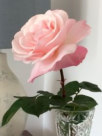 Close-up of pink rose