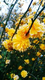 Close-up of yellow flowers