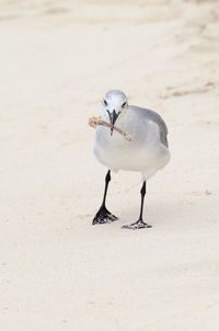 Close-up of seagull with bone on sand