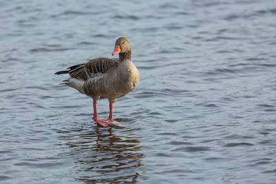 Bird in lake