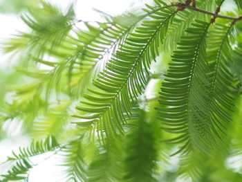 Close-up of green leaves