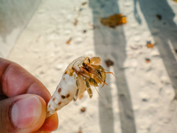 Cropped image person hand holding hermit crab