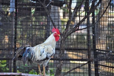 Birds in cage