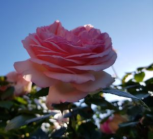 Close-up of rose flower against sky