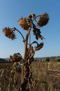 Dead tree on field against clear sky