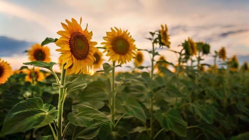 Close-up of yellow flowers blooming in field