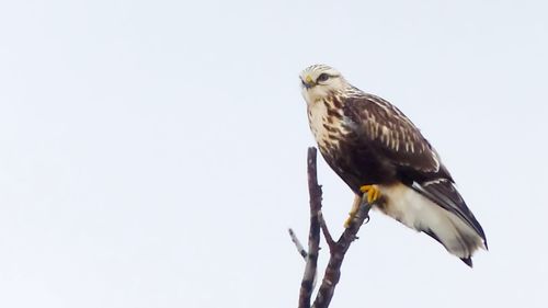 Low angle view of owl perching on clear sky