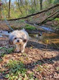 Dog standing in forest