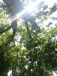 Low angle view of trees against sky