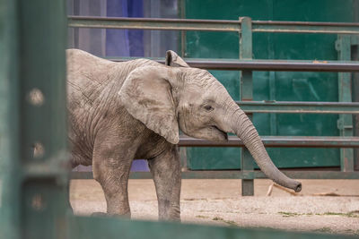 View of elephant in zoo