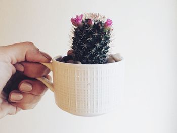 Close-up of hand holding leaf over white background